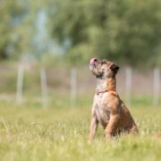 Border Terrier – dlaczego wybierać jedynie certyfikowane hodowle?